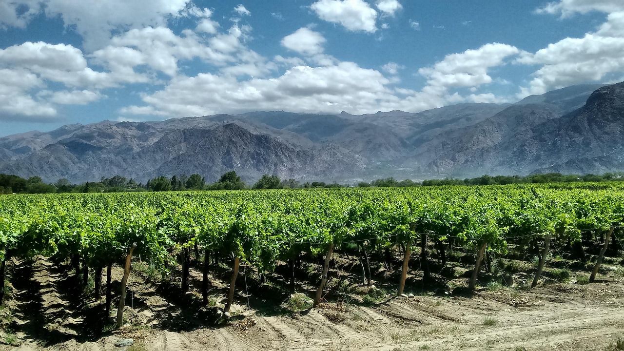 cafayates, argentina, vineyards, landscape, vineyard, wine, argentina, argentina, argentina, argentina, argentina, vineyard