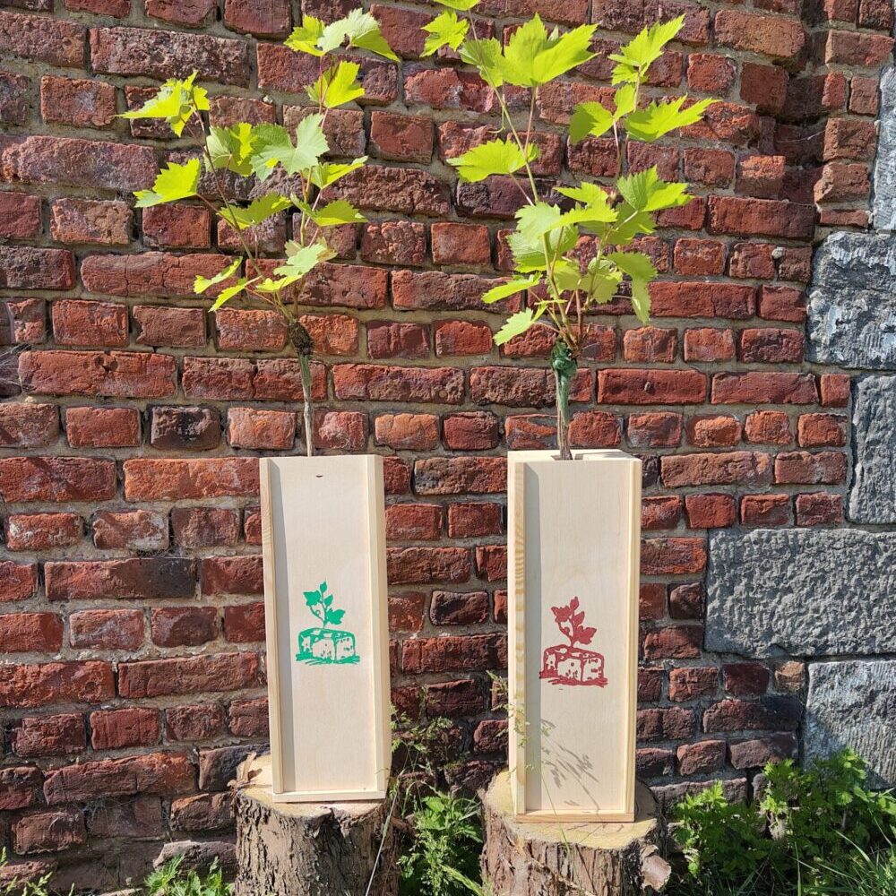 Combo 2 plants de vignes