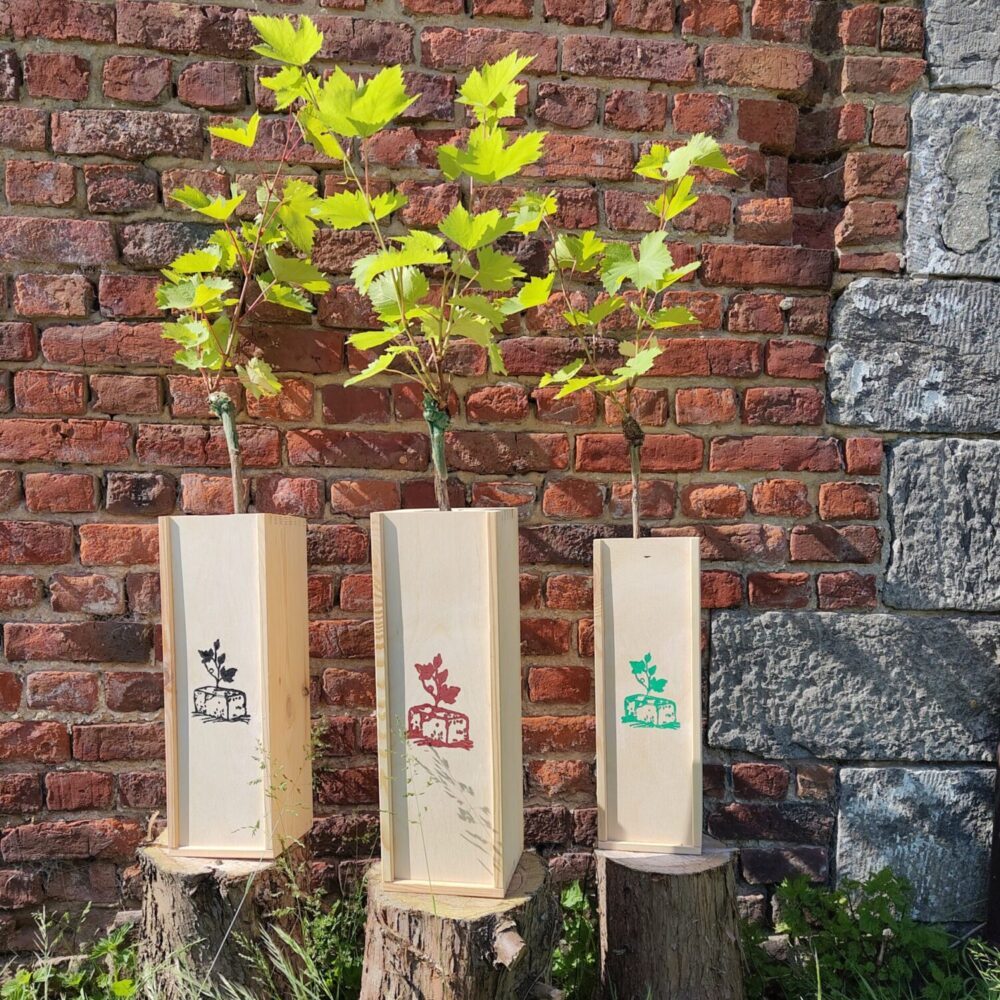 Le trio de plants de vignes